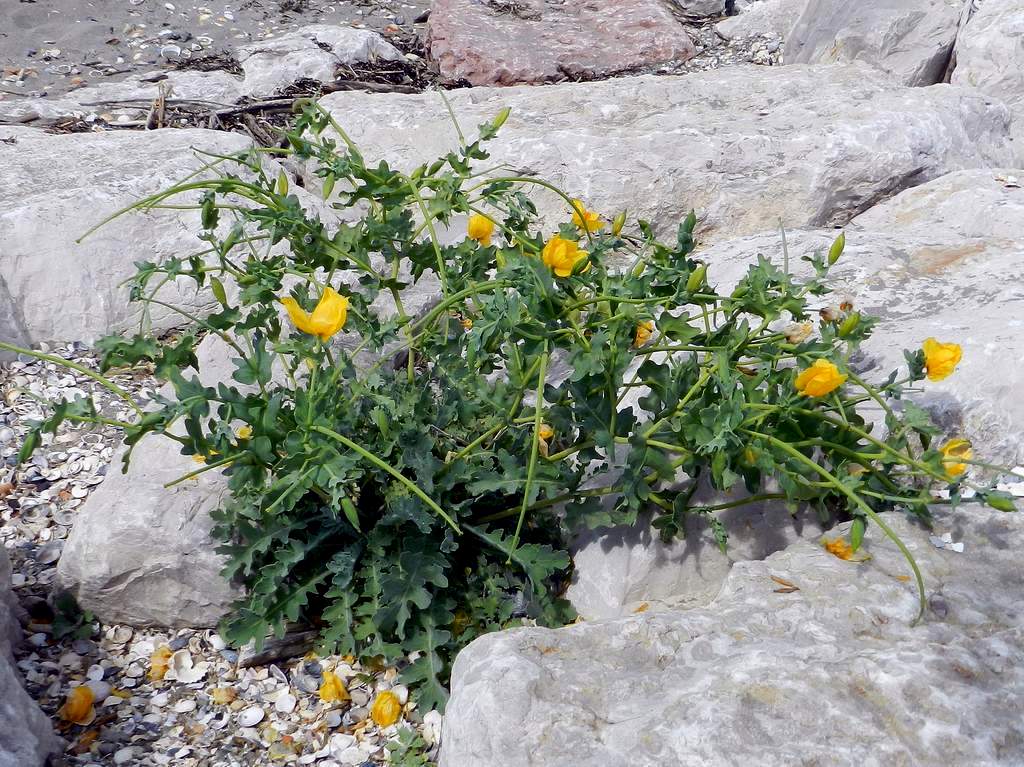 Glaucium flavum